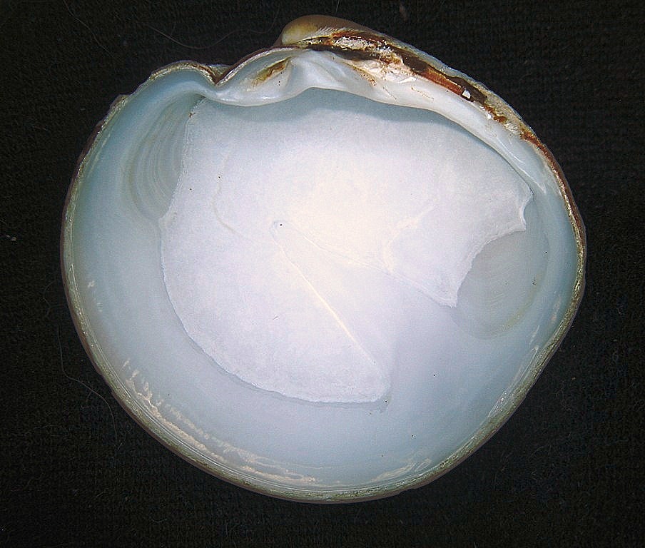 Dosinia exoleta